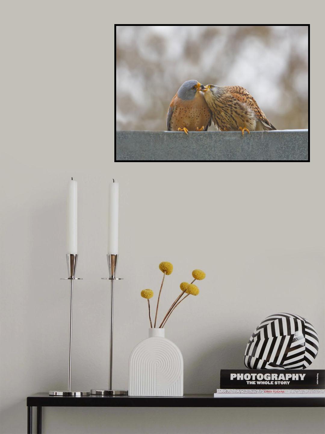Lesser Kestrel , Kiss.. Poster och Canvastavla