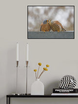 Lesser Kestrel , Kiss.. Poster och Canvastavla
