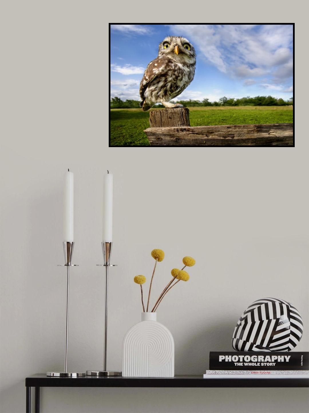 Little owl \ wide angle Poster och Canvastavla