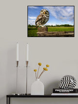 Little owl \ wide angle Poster och Canvastavla