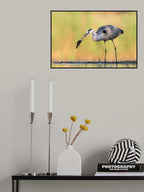 Morning Catch Poster och Canvastavla