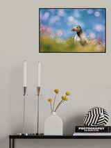 Atlantic Puffin Poster och Canvastavla
