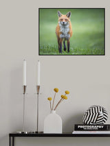 Eye Contact Poster och Canvastavla