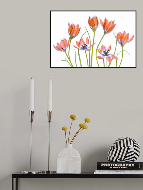 Apricot Tulips Poster och Canvastavla