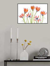 Apricot Tulips Poster och Canvastavla
