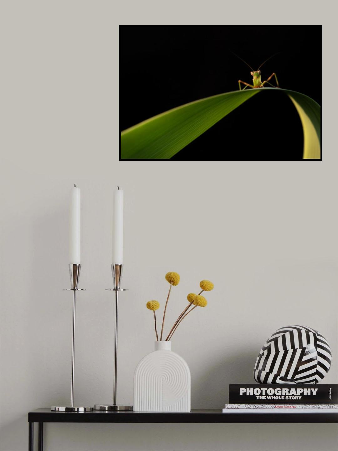 Colorful encounters at dawn Poster och Canvastavla