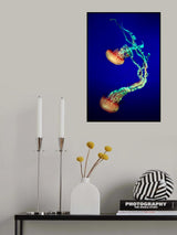 Jelly Fish Poster och Canvastavla
