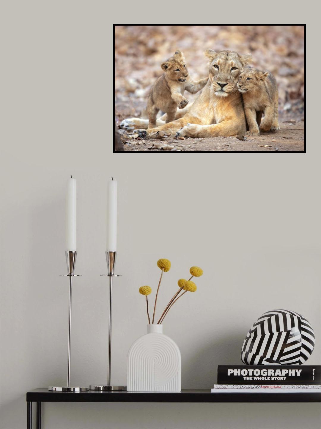 Asiatic lioness Poster och Canvastavla