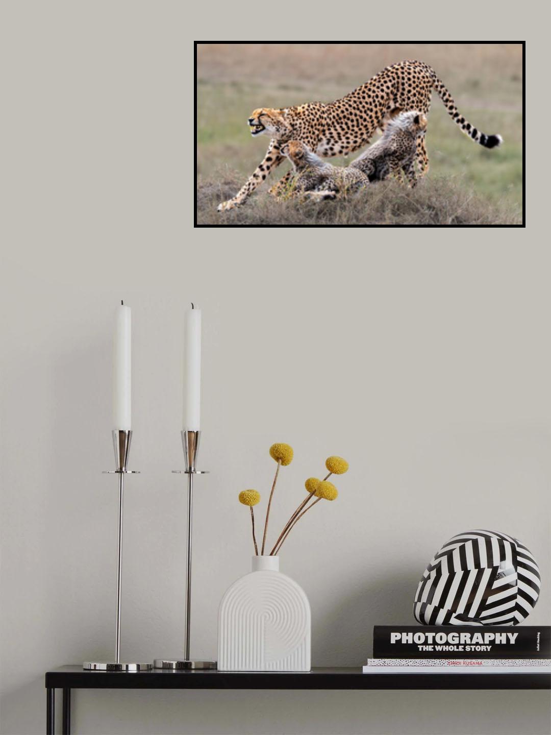 Cheetah family rest  time Poster och Canvastavla