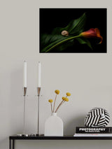 Still Life With A Calla Poster och Canvastavla