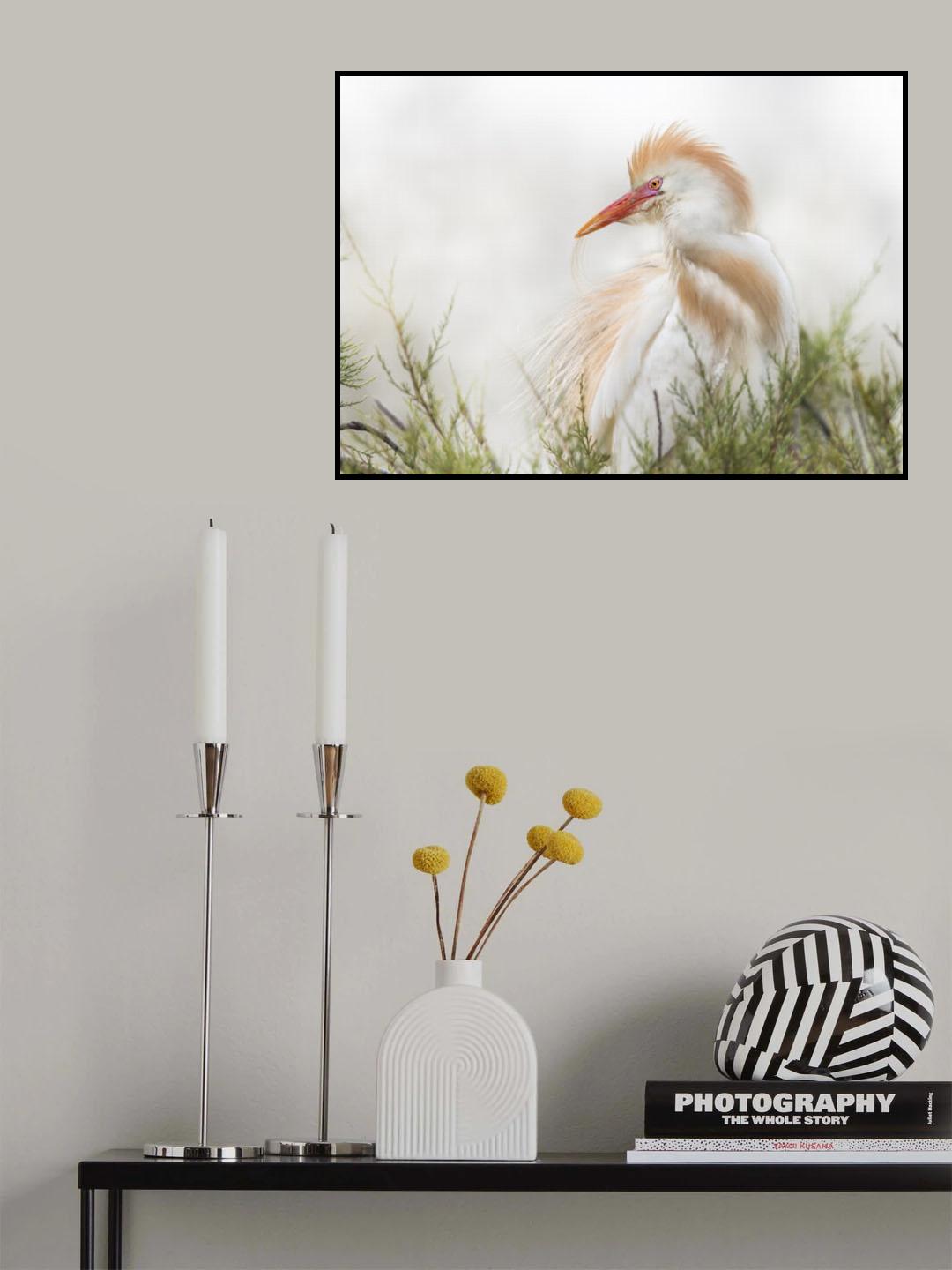 Bubulcus ibis Poster och Canvastavla