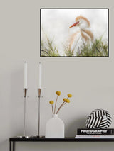 Bubulcus ibis Poster och Canvastavla