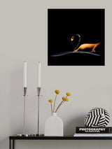 The Swan Poster och Canvastavla
