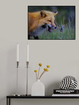 Fox Playing With Mouse - III Poster och Canvastavla