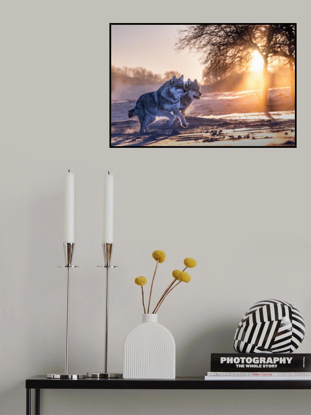 Two northern wolves Poster och Canvastavla