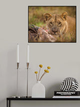 MARA LIONESS Poster och Canvastavla