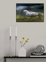 white mare into a gallop Poster och Canvastavla