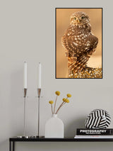 Little Owl Poster och Canvastavla