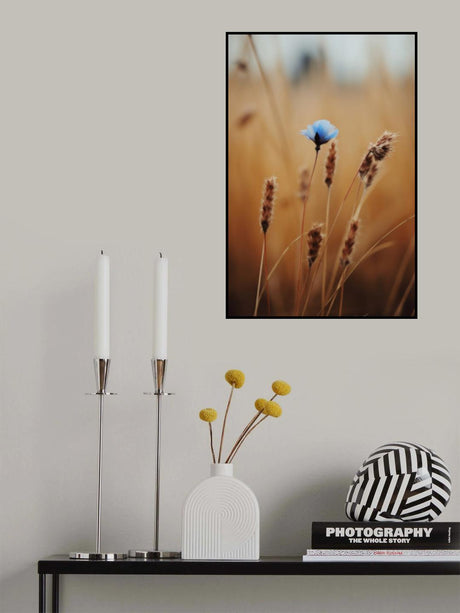 Blue Corn Flower Poster och Canvastavla