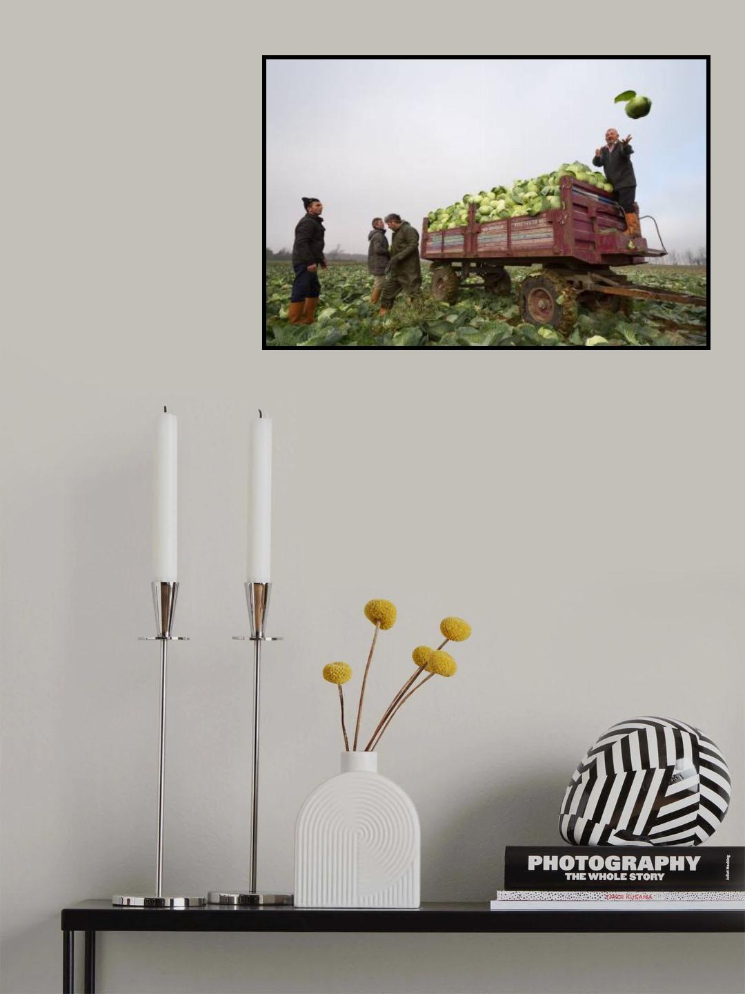 cabbage harvest Poster och Canvastavla