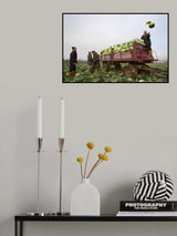 cabbage harvest Poster och Canvastavla