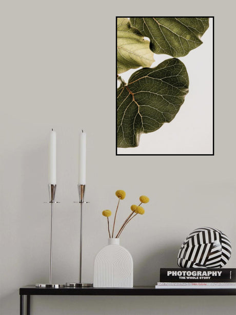 Abutifolia No1 Poster och Canvastavla