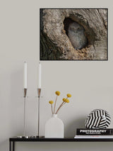 Peeking Poster och Canvastavla