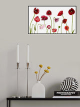 Poppy Family Poster och Canvastavla