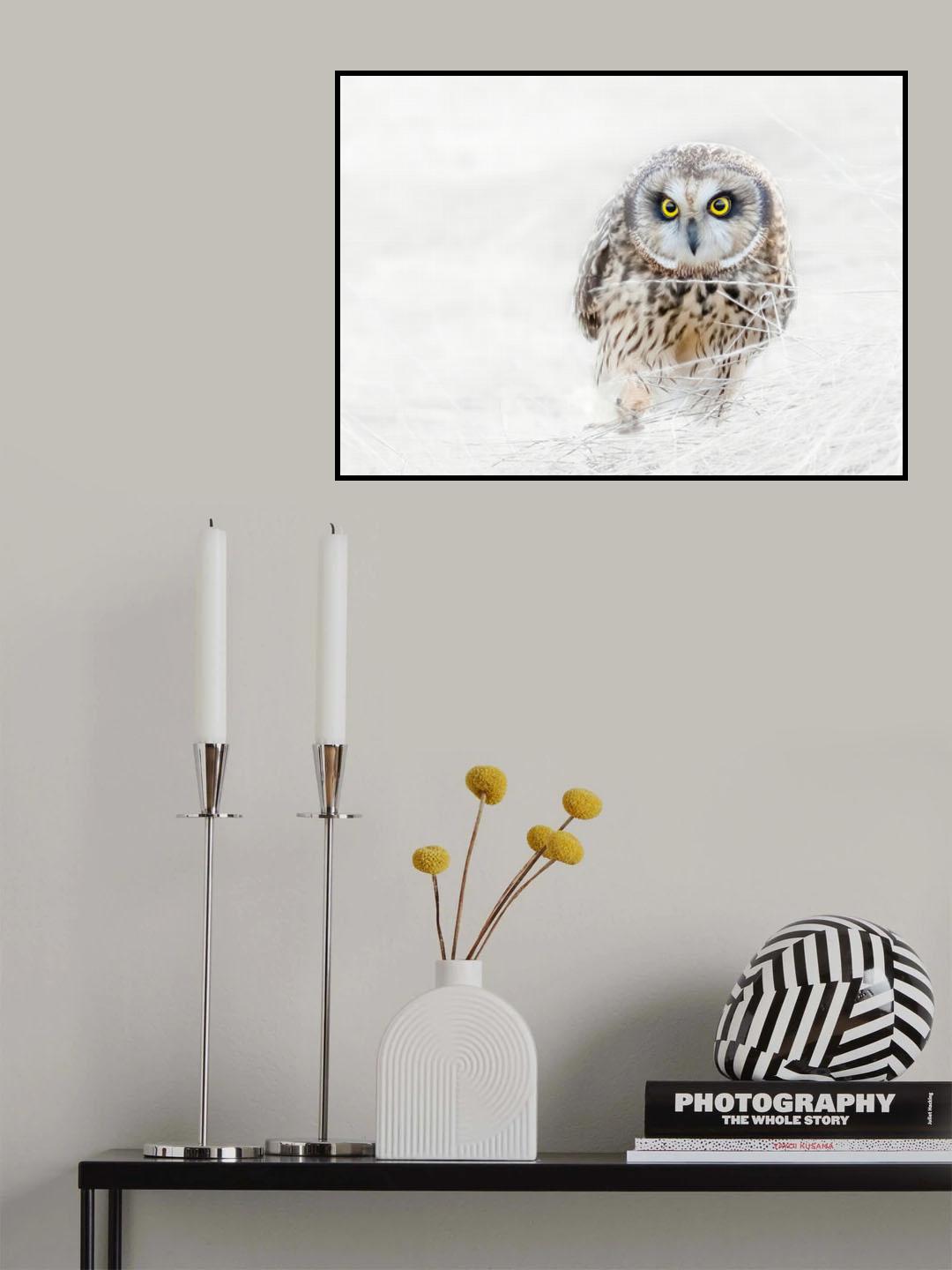 Short Eared Owl Poster och Canvastavla