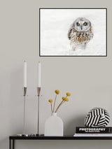 Short Eared Owl Poster och Canvastavla