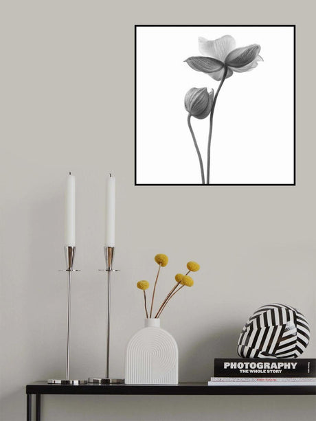 A little touch - monochrome Poster och Canvastavla
