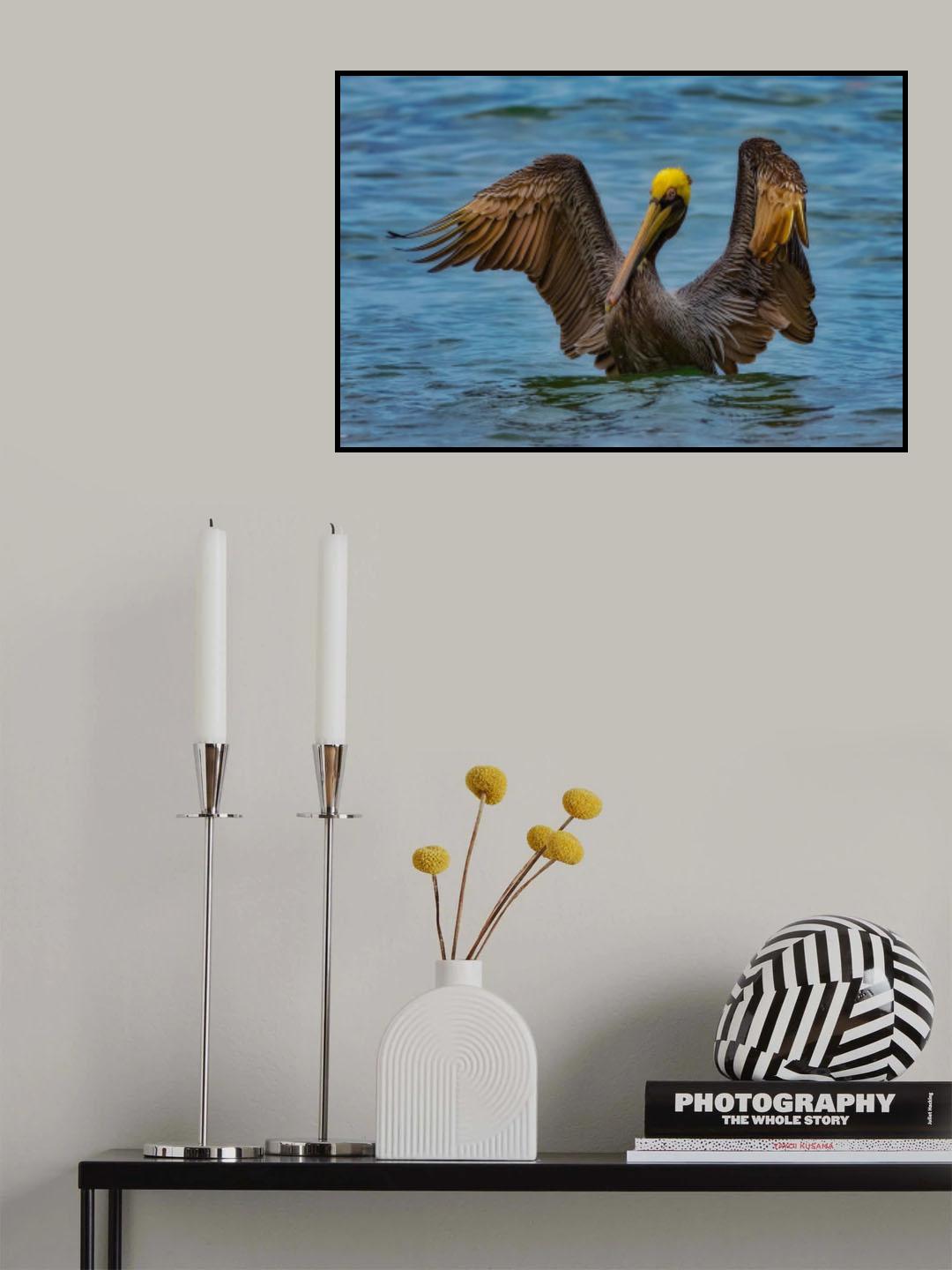 Brown pelican Poster och Canvastavla