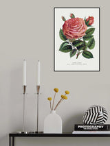 Pink Rose, Glorie De Dijon Lithograph Poster och Canvastavla