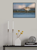 Eurasian Curlew Poster och Canvastavla
