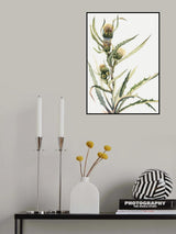 White Thistle Poster och Canvastavla