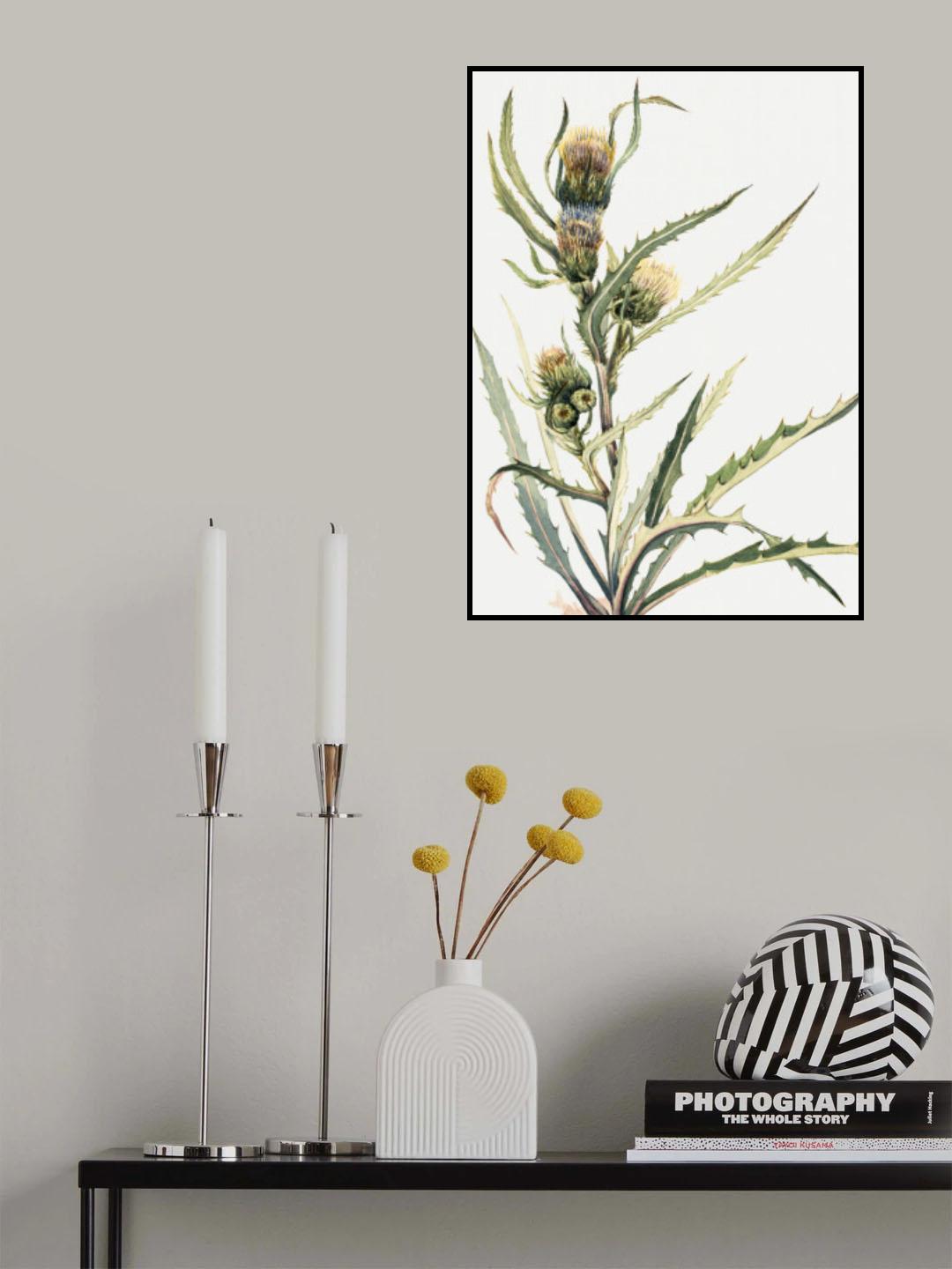 White Thistle Poster och Canvastavla