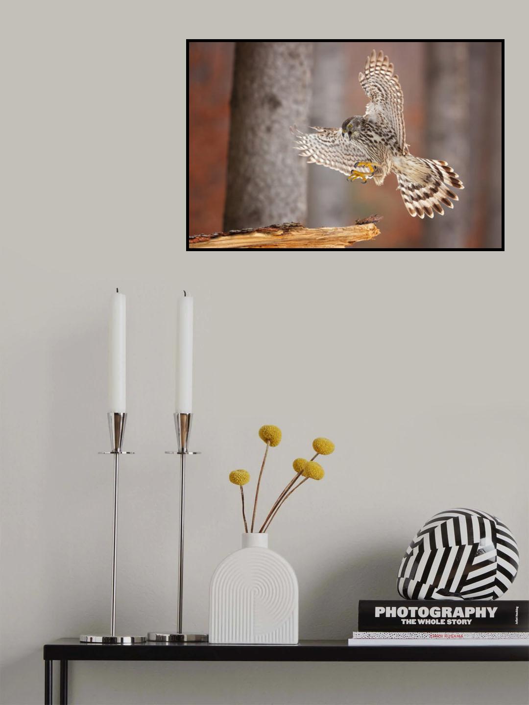 Northern goshawk Poster och Canvastavla