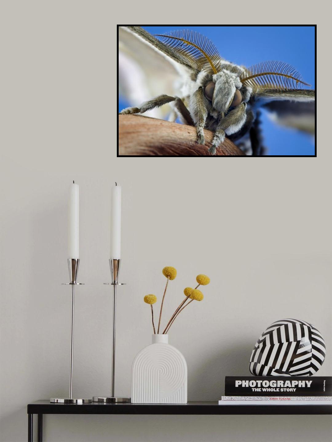 Samia ricini Poster och Canvastavla