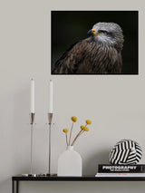 Red Kite Poster och Canvastavla