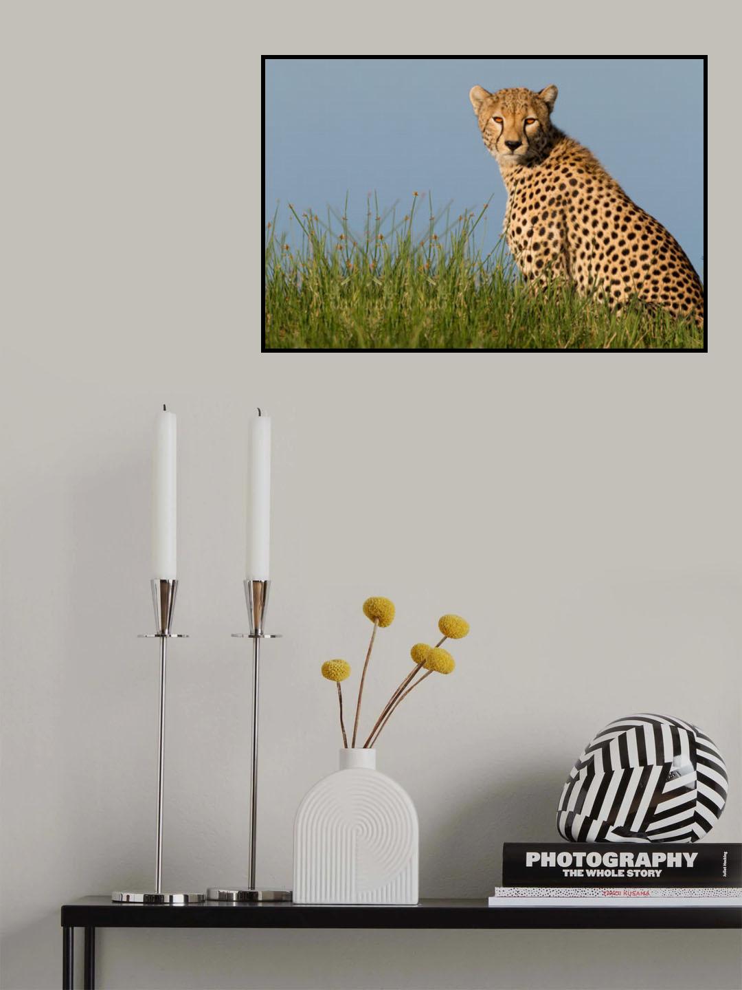 Cheetah Poster och Canvastavla