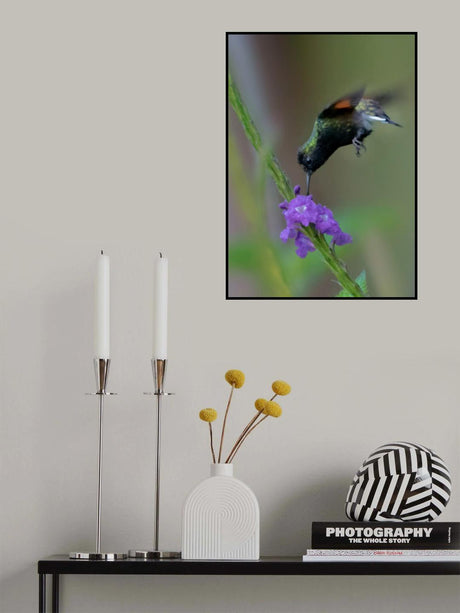 A Black-Bellied Hummingbird Poster och Canvastavla
