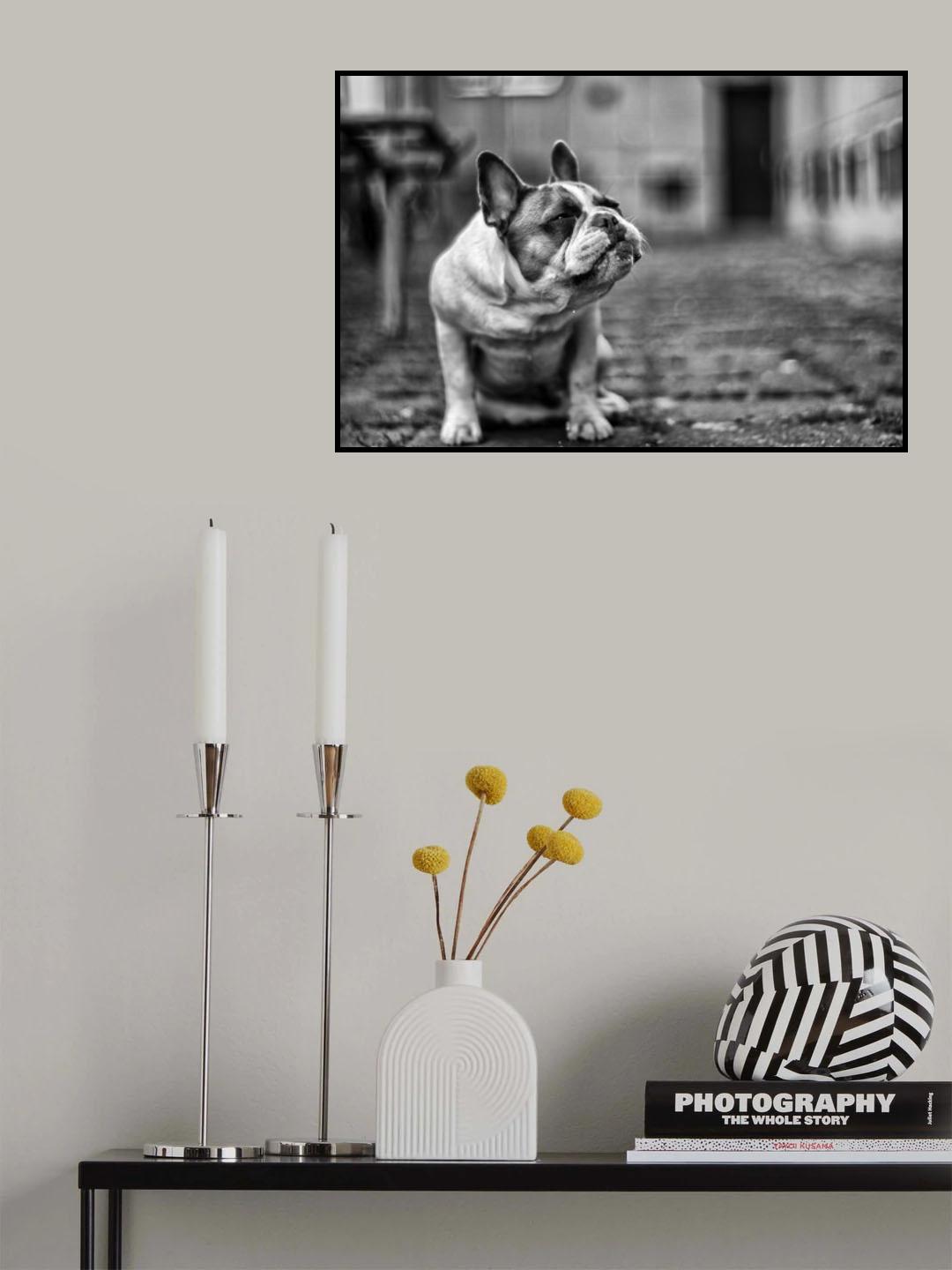 DOG Poster och Canvastavla
