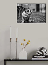 DOG Poster och Canvastavla