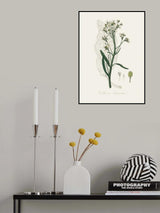 Horseradish (cochlearia Armoracia)  Medical Botany Poster och Canvastavla