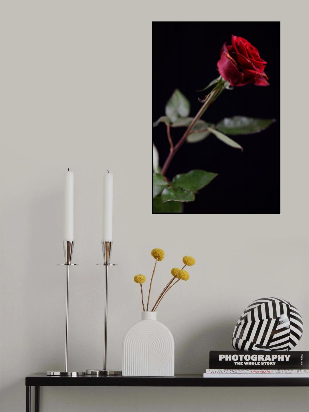 red rose Poster och Canvastavla