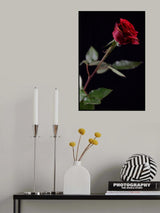 red rose Poster och Canvastavla