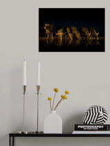 LATE NIGHT Poster och Canvastavla