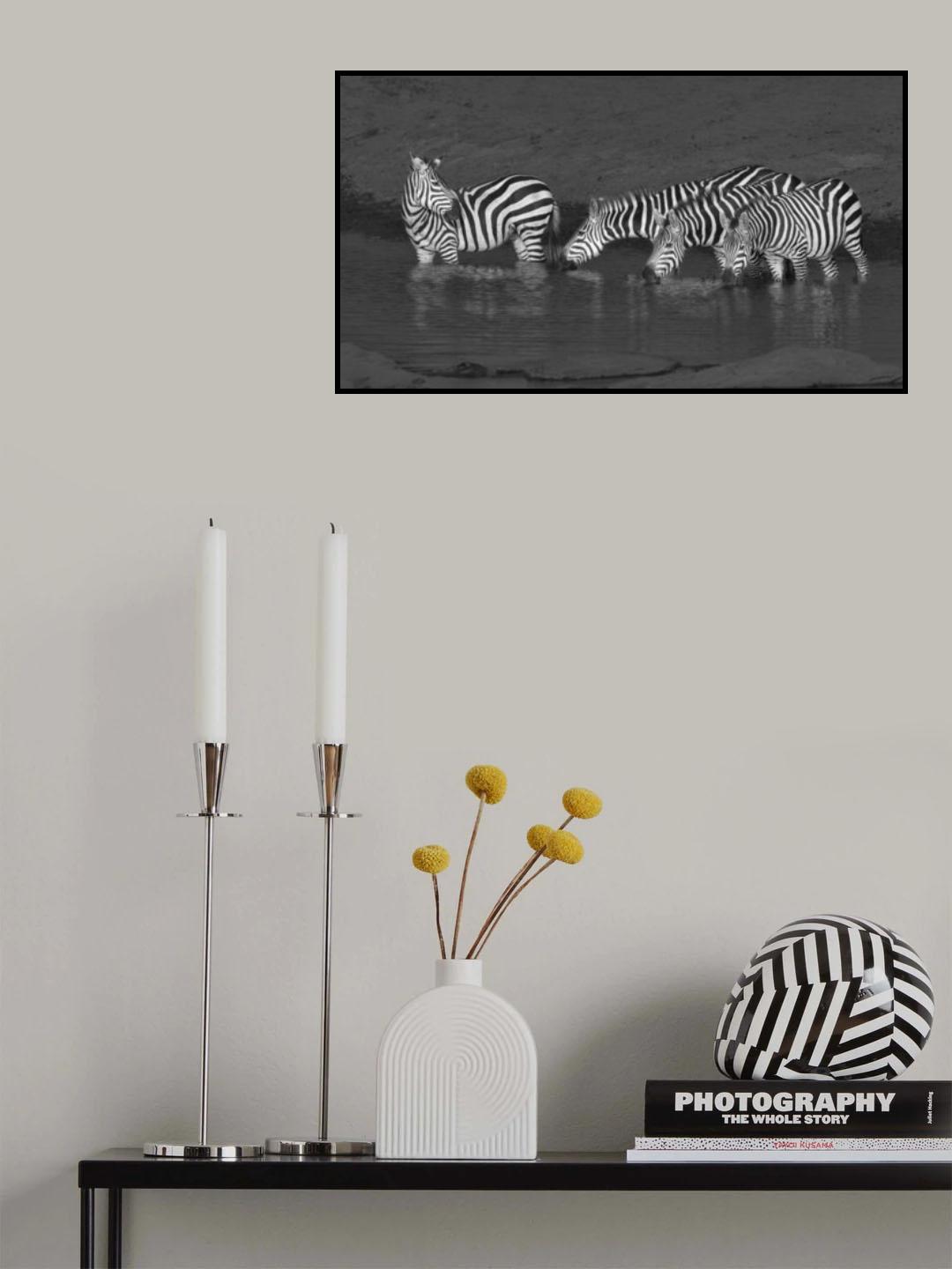 Zebras drinking Poster och Canvastavla