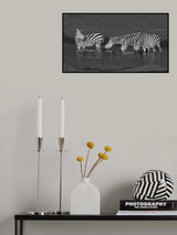 Zebras drinking Poster och Canvastavla