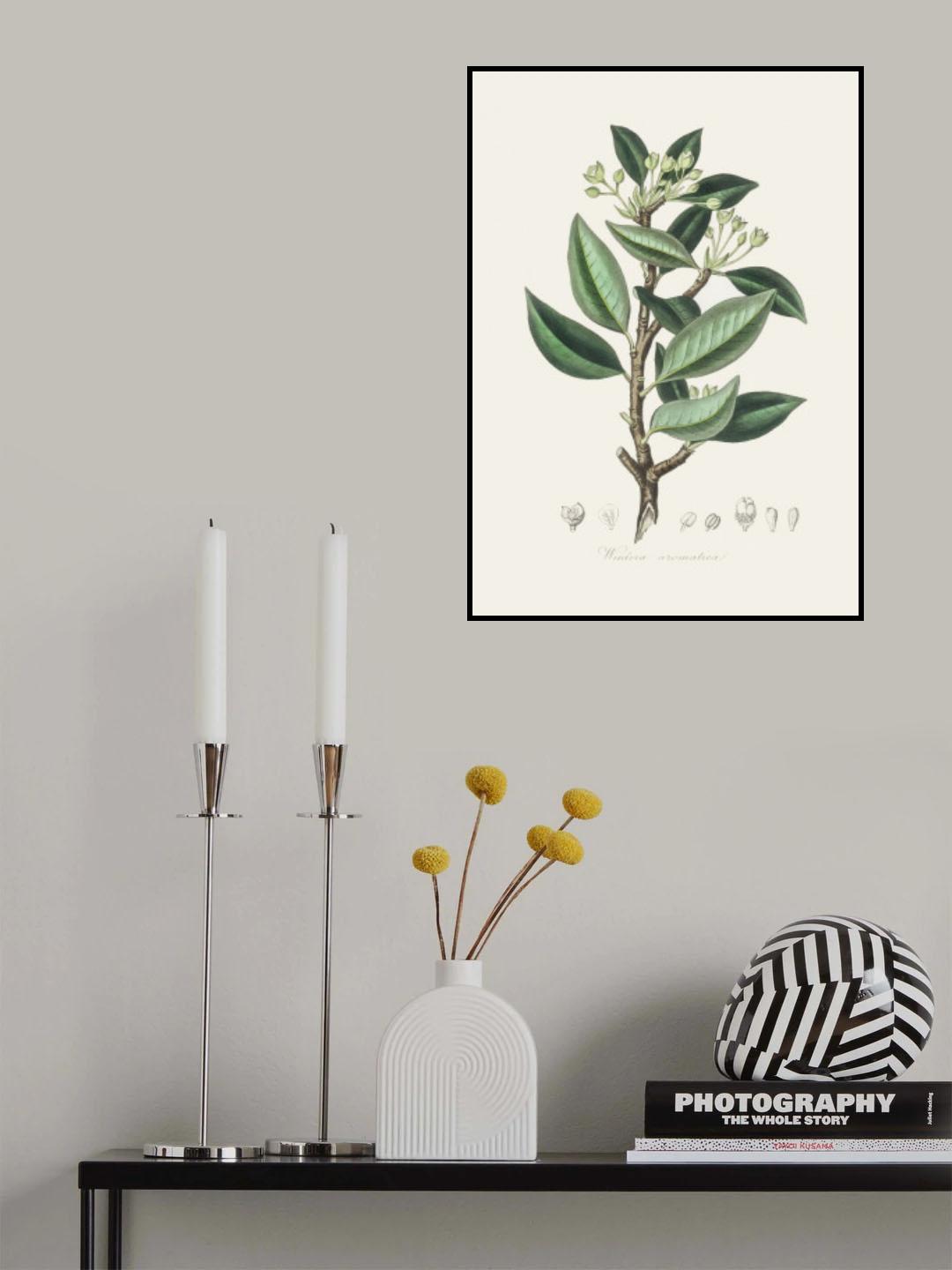 Wintera Aromatica Medical Botany Poster och Canvastavla